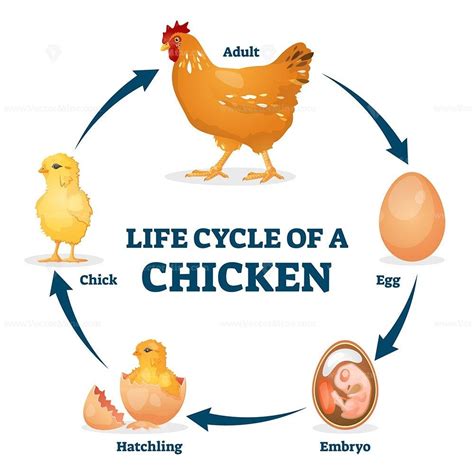 The Intricate Process of Consumption: Understanding How a Hatchling Nourishes Itself