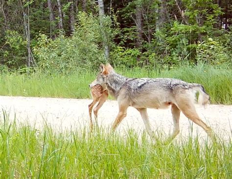 The Intricate Relationship between Wolves and the Human Psyche