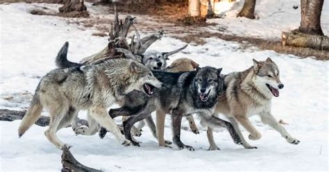 The Intricate Social Organization of Wolf Packs