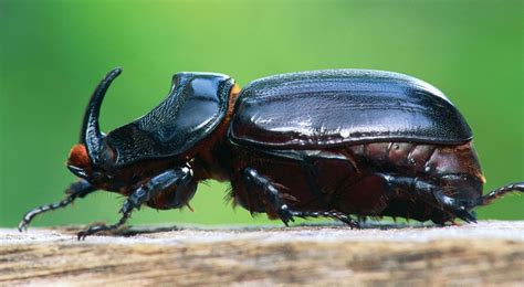 The Intricate World of Rhinoceros Beetles