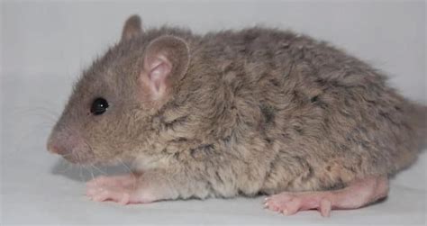 The Intriguing Appearance of the Elusive Gray Cervical Rodent
