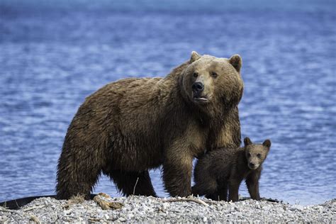 The Intriguing Behavior of Brown Bears in their Natural Habitat