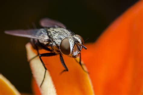 The Intriguing Behavior of Flies: A Glimpse into Their Peculiar Nature