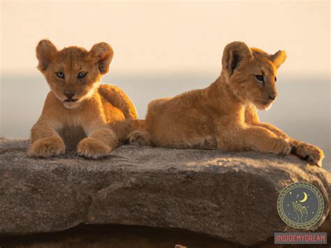 The Intriguing Connection between a Lion Cub's Dreams and its Reality