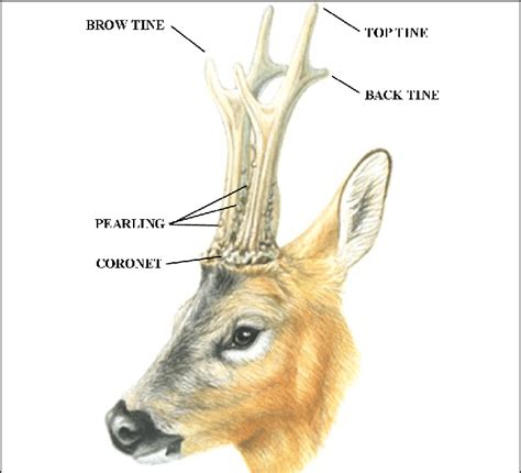 The Intriguing Structure of Moose Antlers