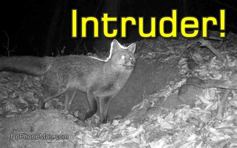 The Intruding Fox: How Did It Get Inside?