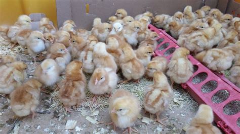 The Irresistible Appeal of Raising Baby Chicks