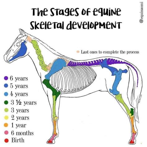 The Journey of the Young Horse: Portraying Development and Metamorphosis