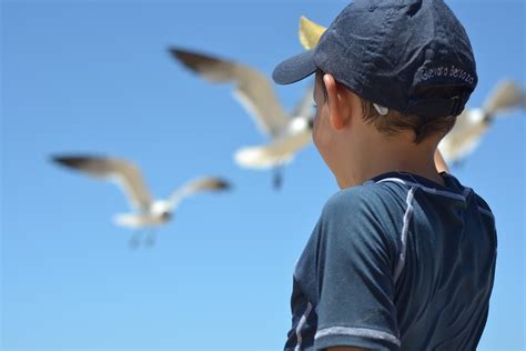 The Joy of Bird Watching: Observing Young Birds Grow and Fly