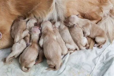 The Joy of Experiencing the Arrival of Newborn Felines