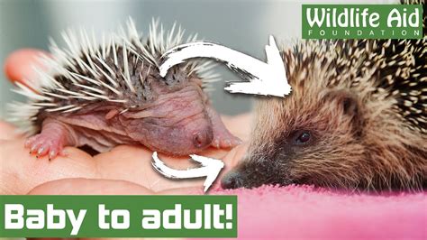 The Joy of Witnessing the Growth of Baby Hedgehogs