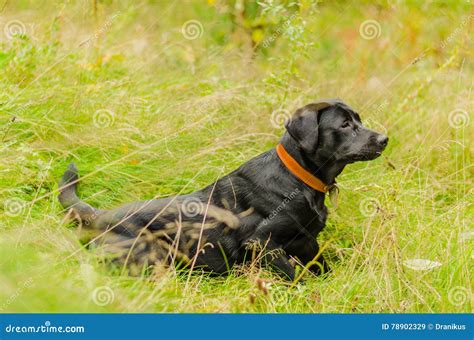 The Labrador as a Representation of Loyalty and Friendship