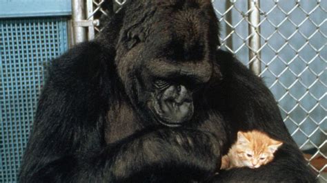 The Language Skills of Koko: Gaining Insight into a Gorilla's Cognitive Abilities