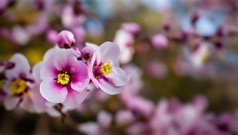 The Language of Blooms: How Dreaming of Cultivating a Blossom Reflects Your Feelings