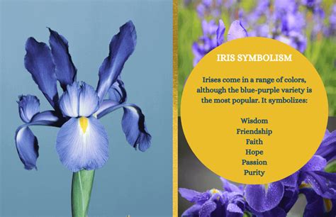 The Language of Irises: Symbolism and Meanings Behind Different Varieties