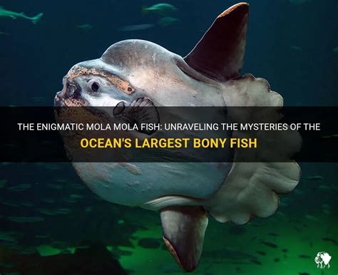 The Legendary Fish: Unraveling the Mysteries of the Gigantic Creature