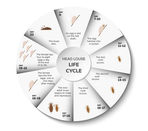 The Life Cycle of Head Lice: From Eggs to Nymphs to Adults