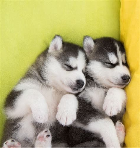 The Link Between Husky Pups in Dreams and Inner Fortitude