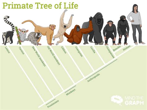 The Link Between Primates and Social Structure in Dream Examination