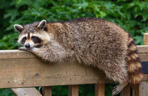 The Link Between the Raccoon and Concealed Facets of Your Being