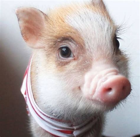 The Magic Within Our Dreams: Exploring the Enigma of a Tiny Pig