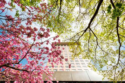 The Magic of Sakura: An Explosion of Pink and White