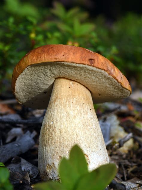 The Magic of the King Bolete Mushroom: A Practical Guide for Ladies