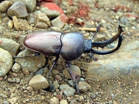 The Marvelous Adaptation: Unraveling the Beetle's Antlers