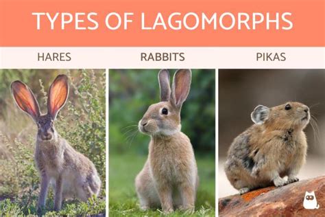 The Meaning Behind the Prowess of Lagomorphs in Dreams