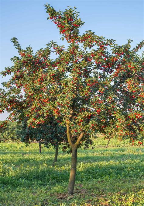 The Meaning behind a Mature Cherry Hanging on a Tree in Dream