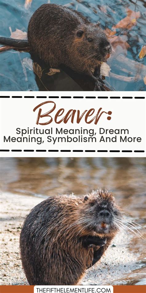 The Meaning of Beavers in Dreams