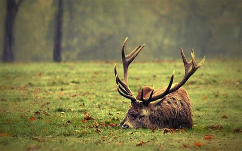 The Meaning of Seeing a Dark-Colored Giant Deer in a Sleeping Reverie