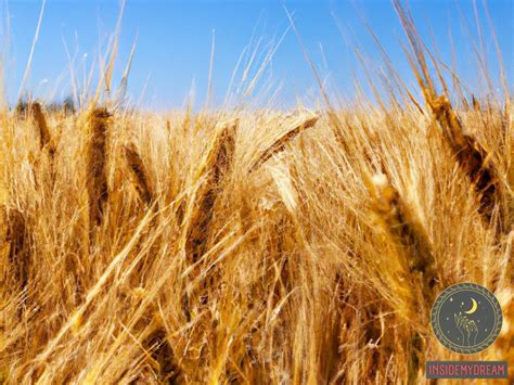 The Meaning of Wheat in Dreams