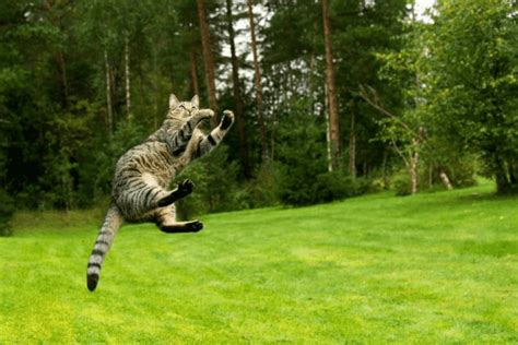 The Mental Preparation Behind a Feline's Accomplished Leap