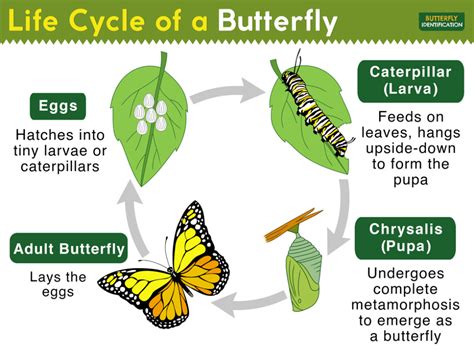 The Metamorphic Journey: From Caterpillar to Butterfly