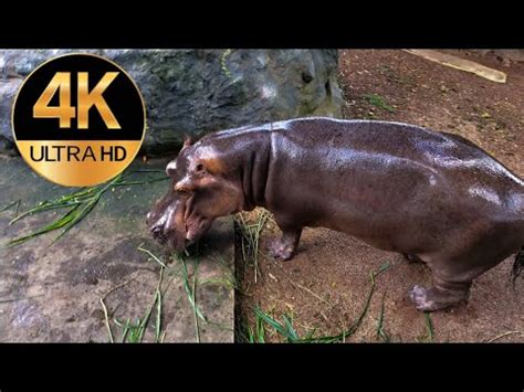 The Mighty Hippopotamus: A Magnificent Aquatic Creature