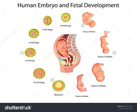 The Miracle of Human Reproduction: Explore the Intricate Journey of Fetal Development