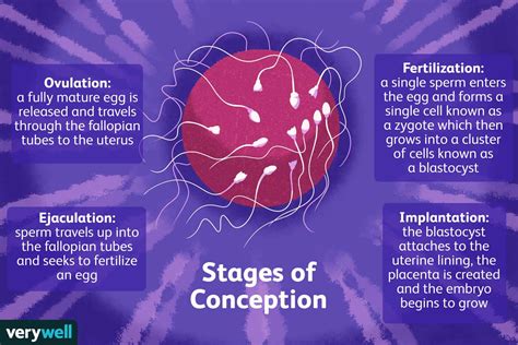 The Miracle of Life: From Conception to Pregnancy