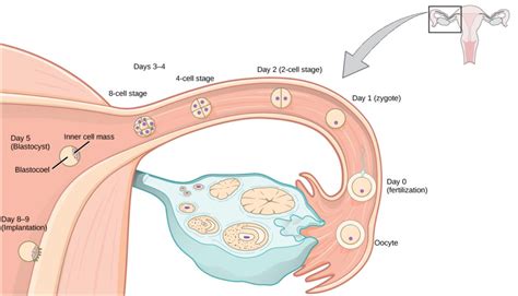 The Miraculous Journey Begins: Conception and Early Pregnancy