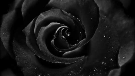 The Mysterious Allure of a Black Rose in Dreams