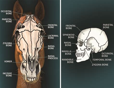 The Mysterious Depiction of a Lifeless Equine Without its Cranial Part