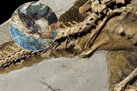 The Mysterious Discovery: An Enigmatic Dinosaur Fossil