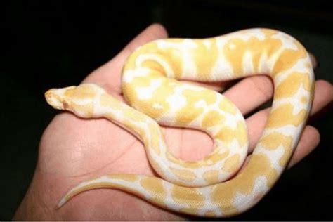 The Mysterious Essence of Albino Pythons: An In-depth Exploration