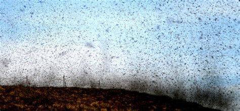 The Mysterious Hidden Message within a Swarming Mass of Flies