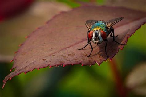 The Mysterious Message of a Fly in Your Dream: Decoding Its Symbolism