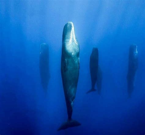 The Mysterious Sleeping Patterns of Oceanic Cetaceans