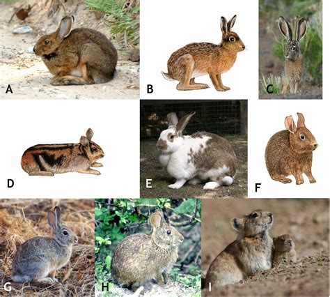 The Mythology of Lagomorphs: Cultural Associations and Symbolic Representations