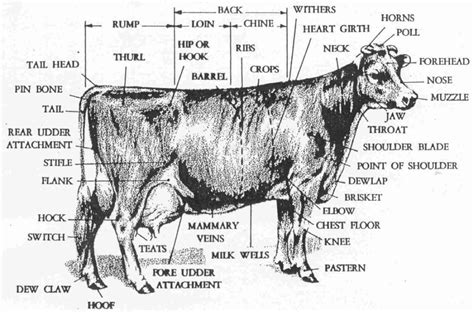 The Neurological Phenomenon of Bovine Mental Imagery