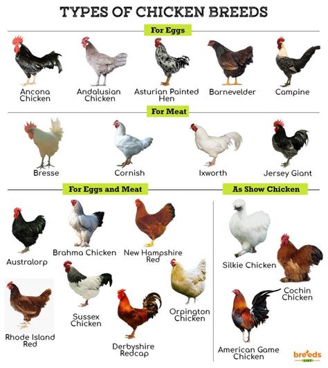 The Origin of the Live Poultry Alphabet