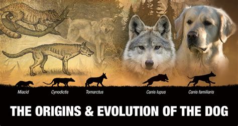 The Origins and Evolution of the Canine Breed - An In-Depth Exploration